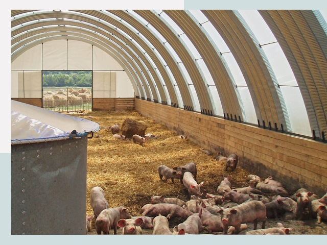 Строительство свинарников в Тюмени